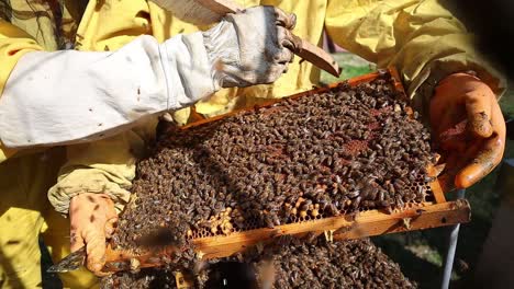 Nahaufnahme-Eines-Imkers,-Der-Die-Mit-Bienen-Gefüllten-Waben-Reinigt-Und-Bürstet,-Mittelitalien