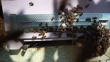 Honey-bees-around-a-wooden-hive-box