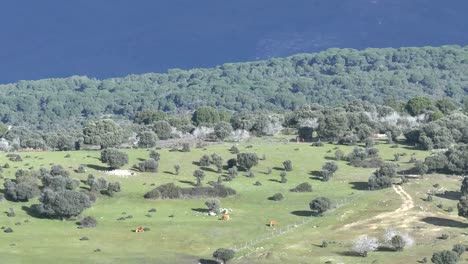 Ein-Drohnenflug-Visualisiert-Wiesen-Mit-Grasendem-Vieh-Und-Mit-Einer-Kameraansicht-Sehen-Sie-Aus-Wie-Beeindruckende,-Im-Schatten-Liegende-Berge-Mit-Schneebedeckten-Gipfeln-Im-El-Tietar-Tal-In-Avila,-Spanien.