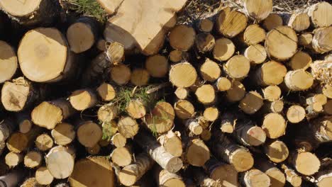 Freshly-sawn-wood-logs-with-clean-cuts-across-from-logging-operation-in-forest