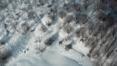 Eine-Verschneite-Waldlandschaft-Mit-Schatten,-Die-über-Den-Unberührten-Weißen-Schnee-Werfen,-Luftaufnahme