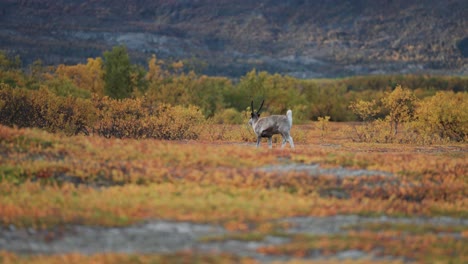 A-lone-reindeer-in-the-autumn-tundra