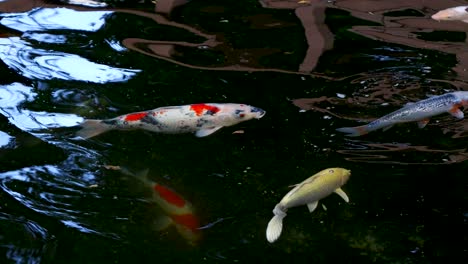 Atemberaubende-Bunte-Japanische-Koi-Karpfen-Schwimmen-In-Einem-Dunklen-Teich