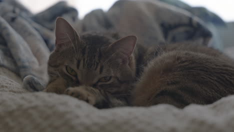 A-sleepy-cute-tabby-cat-opens-his-eyes