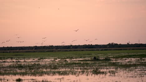 Vögel-Fliegen-Vor-Dem-Wunderschönen-Hintergrund-Des-Sonnenaufgangshimmels-Und-Des-Feuchtgebiets