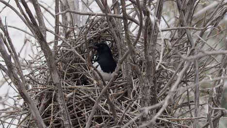 Corvid-Magpie-bird-pops-up-in-twig-nest-to-look-around,-flat-light