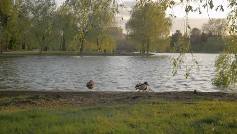 Statische-Aufnahme-Von-Zwei-Enten,-Die-Im-Frühling-Im-Goldenen-Licht-Des-Sonnenuntergangs-Am-See-Im-Park-Stehen