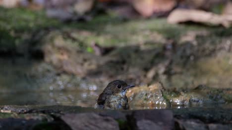 Gesehen,-Wie-Er-Badet-Und-Seine-Federn-Und-Seinen-Körper-Im-Wasser-Schüttelt,-Während-Er-In-Die-Kamera-Schaut,-Indochinesischer-Blauschnäpper-Cyornis-Sumatrensis,-Thailand