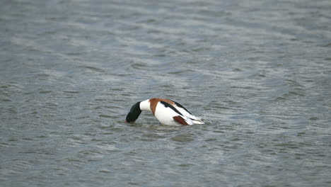 Common-shelduck-male-cleaning-feathers-and-flapping-wings-while-in-water,-slowmotion