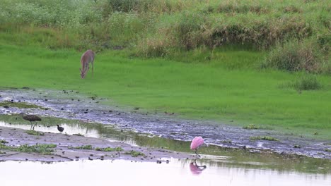 Deer,-spoonbill-and-birds-eating-out-in-their-habitat-at-Myakka-State-Park,-Sarasota,-Florida