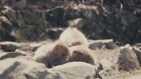 A-Family-Of-Japanese-Snow-Monkeys-Plays-Fighting