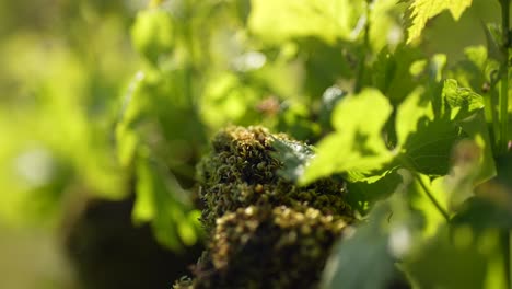 Grapevine-sprouts-and-leafs-seen-close-up-growing-at-a-vineyard-in-Vignonet-France,-Close-up-shot