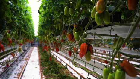 Hermosos-Tomates-Frescos-Creciendo-En-Invernadero-Moderno,-Vista-En-Movimiento