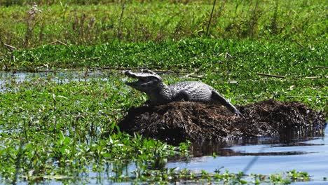 A-small-alligator-with-an-open-mouth-basks-in-the-sun-in-the-Esteros-del-Ibera-park