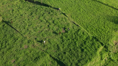 Kreisende-Drohnenaufnahmen-Von-Kühen,-Die-Bei-Sonnenuntergang-In-Der-Nähe-Eines-Europäischen-Dorfes-Auf-Einer-üppig-Grünen-Vulkaninsel-Auf-Den-Azoren-Grasen