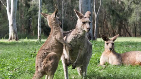 Kängurubaby-Joey-Spielt,-Kämpft-Und-Knüpft-Bindungen-Mit-Seiner-Mutter,-Im-Hintergrund-Ist-Der-Vater-Zu-Sehen