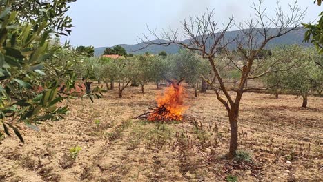 Lagerfeuer-Zum-Verbrennen-Von-Olivenbäumen