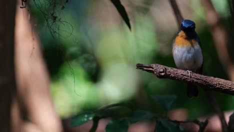 Chirriando-Y-Mirando-Hacia-Abajo-Mientras-Está-Posado-En-Una-Rama-Corta,-Papamoscas-Azul-Indochino-Cyornis-Sumatrensis,-Macho,-Tailandia