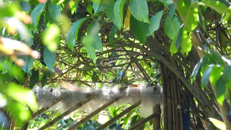 Kleiner-Gelber-Vogel-Durch-Die-Bäume-Auf-Der-Suche-Nach-Nahrung