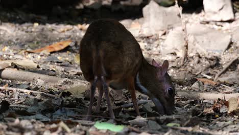 Seen-from-its-back-while-extending-its-head-towards-the-right-while-eating-from-the-ground,-Lesser-mouse-deer-Tragulus-kanchil,-Thailand