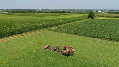 Horses-and-Amish-Worker-engage-in-plowing-the-field-with-classic-farm-equipment