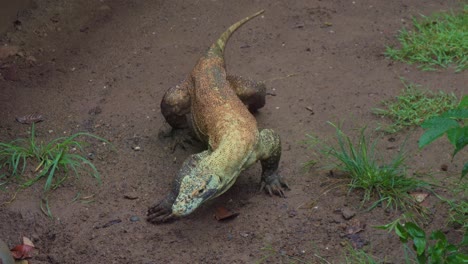A-young-Komodo-dragon-wades-through-the-mud,-extending-its-forked-tongue