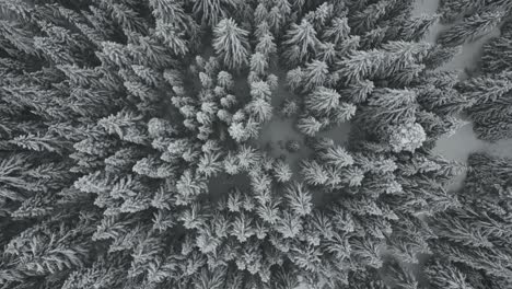 Aerial-top-down-view-on-snow-covered-spruce-trees-in-Idaho,-USA