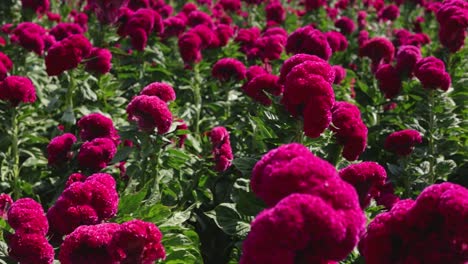 Panoramic-video-of-a-velvet-flower-plantation