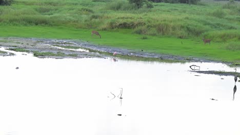 Hirsche-In-Ihrem-Natürlichen-Lebensraum-Beim-Fressen-Im-Myakka-State-Park,-Florida