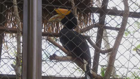 Rhinoceros-hornbill-perched-in-its-cage-in-zoo-enclosure