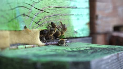 Bienen-Kehren-In-Einem-Faszinierenden-Naturvideo-Zum-Eingang-Des-Bienenstocks-Zurück