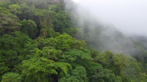 Niebla-Matutina-En-El-Dosel-De-Las-Montañas-De-La-Selva-Tropical