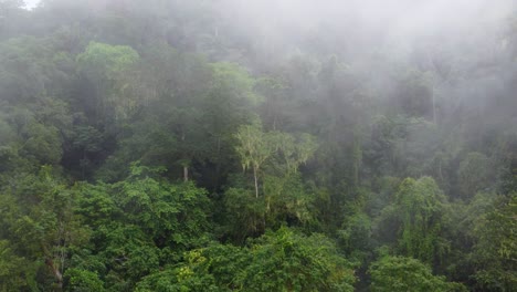 Una-Espesa-Niebla-Sobreviene-Al-Amanecer-En-Los-Bosques-De-Santa-Marta,-Columbia