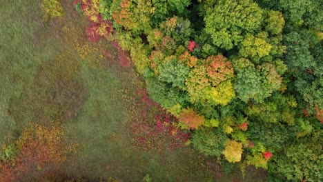 Drohne-Zeigt-Einen-Nördlichen-Wald