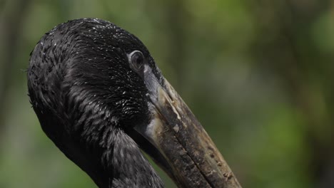 Eine-Nahaufnahme-Des-Kopfes-Eines-Afrikanischen-Klaffschnabelvogels