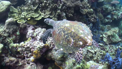 La-Tortuga-Carey-Nada-Sobre-Un-Arrecife-De-Coral-Saludable-Cubierto-De-Corales-Duros-Y-Blandos-Y-Algunas-Esponjas.