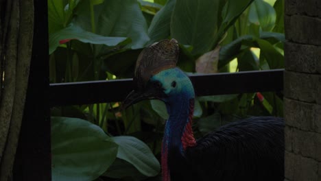 Nahaufnahme-Eines-Flugunfähigen-Kasuarenvogels-Im-Bali-Bird-Park