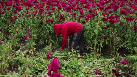 Footage-of-a-single-farmer-selecting-and-harvesting-the-best-velvet-flowers-for-selling-in-the-local-markets