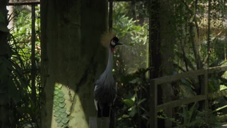 Ein-Grauer-Kronenkranich-Thront-Auf-Einem-Geländer-Im-Bali-Bird-Park-In-Indonesien