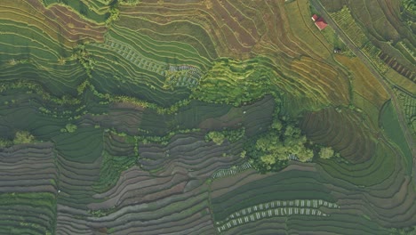 Overhead-drone-shot-of-beautiful-pattern-of-rice-field