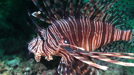 Red-lionfish-hovers-over-coral-reef-during-night