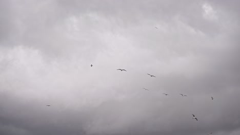 Los-Pájaros-Vuelan-En-Tiempo-Nublado-En-Cámara-Lenta