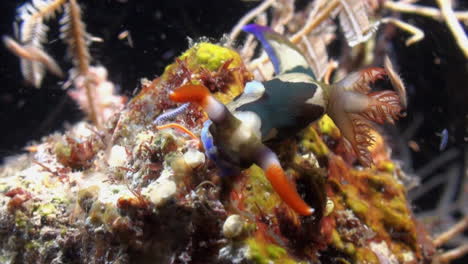 Colorful-nudibranch-Nembrotha-chamberlaini-feeding-on-a-coral-during-night