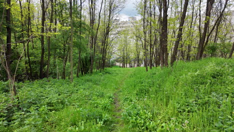 Flüsterndes-Grün-Im-Wind:-Viele-Wälder-Und-Natürliche-Brisen