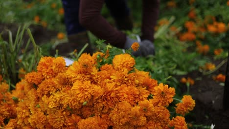 Farmer-preparing-bouquets-of-marigold-flowers