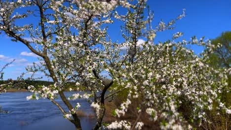 Baumblüten-Im-Sonnenlicht-Neben-Dem-Fluss-Breite-Makroaufnahme