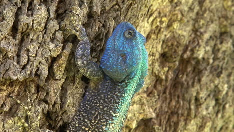 Southern-tree-agama-claws-into-the-bark-of-a-slanting-tree