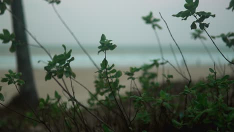 Foliage-in-focus-with-a-blurred-beach-background-in-a-cool,-moody-setting,-overcast-sky