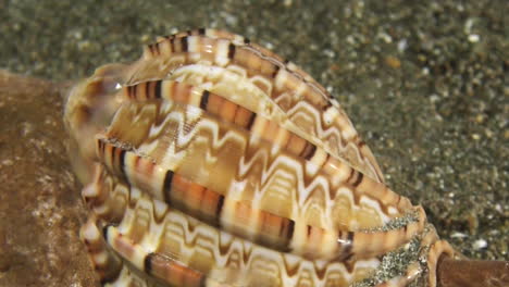 Detail-of-large-sea-snail-called-articulate-harp-moving-over-sandy-seabed-during-night