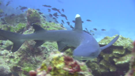 Weißspitzen-Riffhai-Schwimmt-Entlang-Einer-Unterwasser-Fels--Und-Korallenformation-Hin-Und-Her